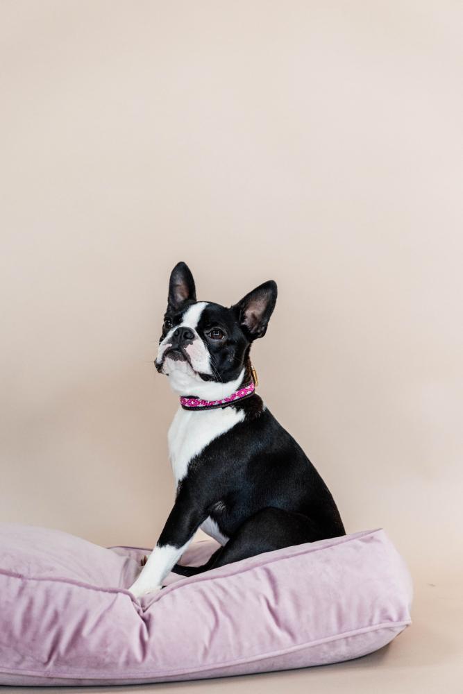 KENTUCKY® DOGWEAR Hundehalsband Pearls, rosa