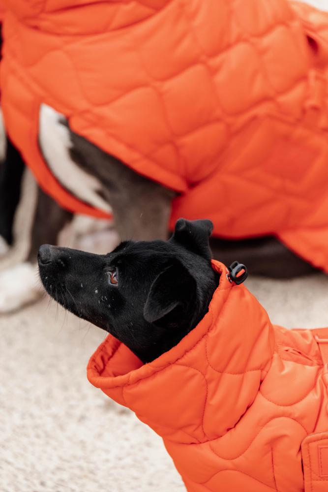 KENTUCKY® DOGWEAR Hundemantel Winter Pina, orange