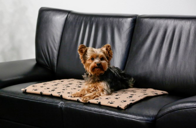 KERBL Hundedecke Stella 140x100cm beige mit Pfoten