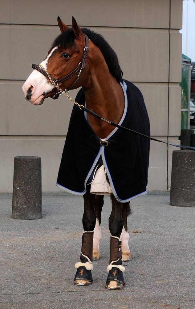 KENTUCKY® HORSEWEAR Hufglocken Solimbra mit Schaffell