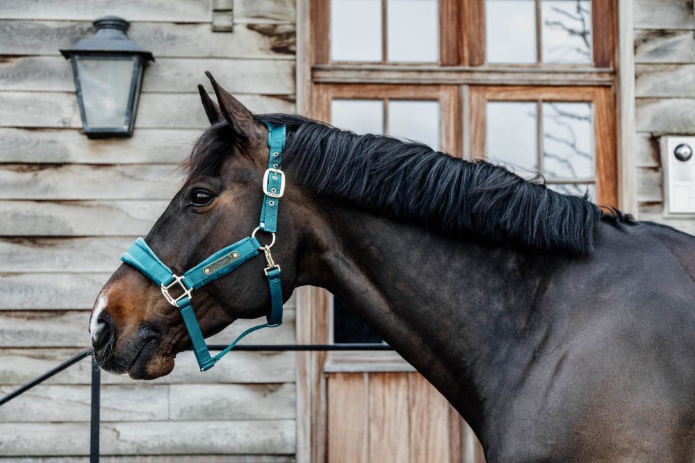 KENTUCKY® HORSEWEAR Velvet Halfter, smaragdgrün