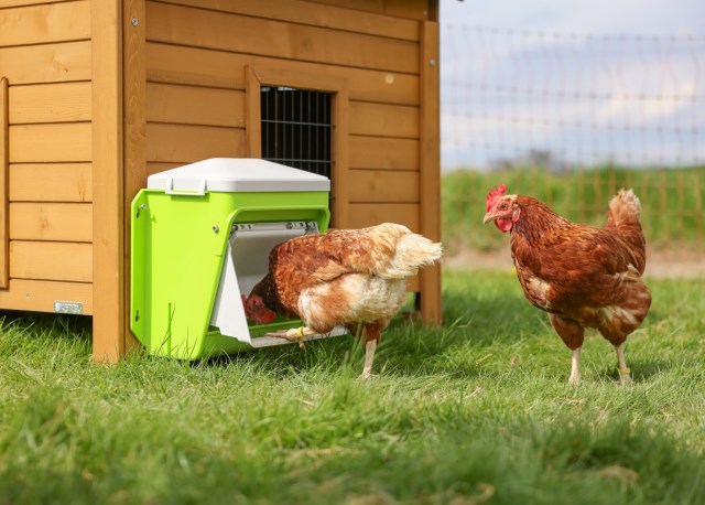 KERBL SmartCoop Futterautomat mit Schutzklappe
