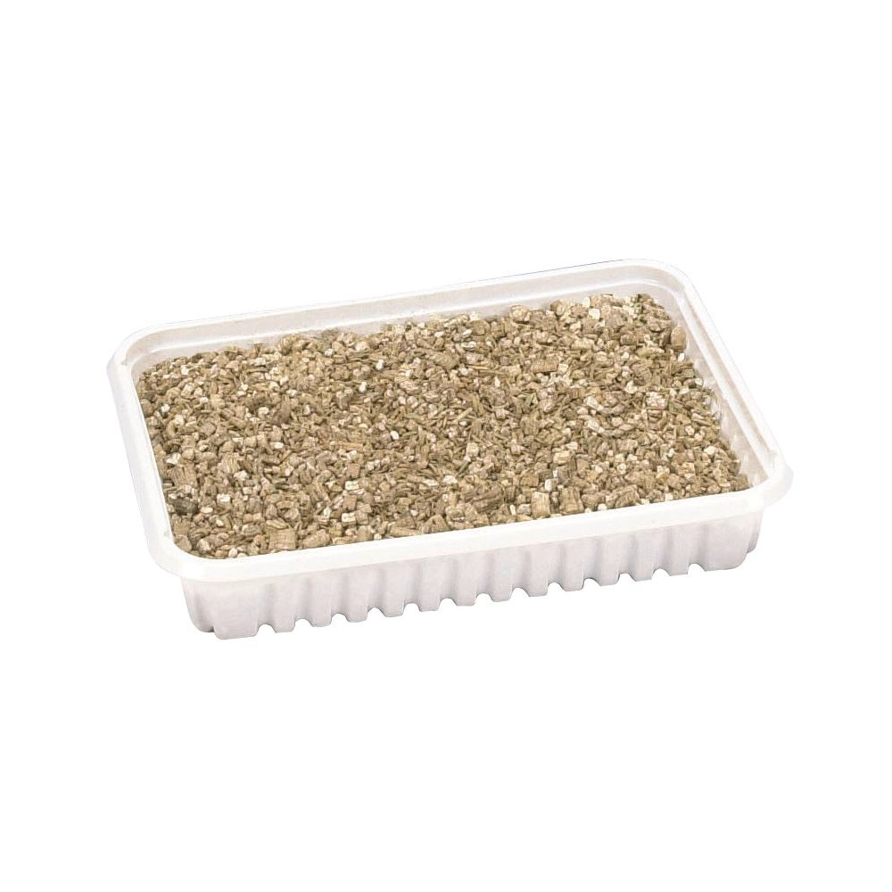 Katzengras