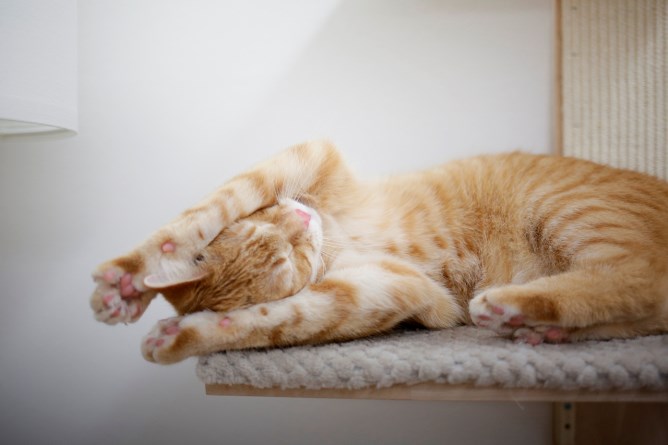KERBL Wandkratzbaum Timber für Katzen, natur/grau