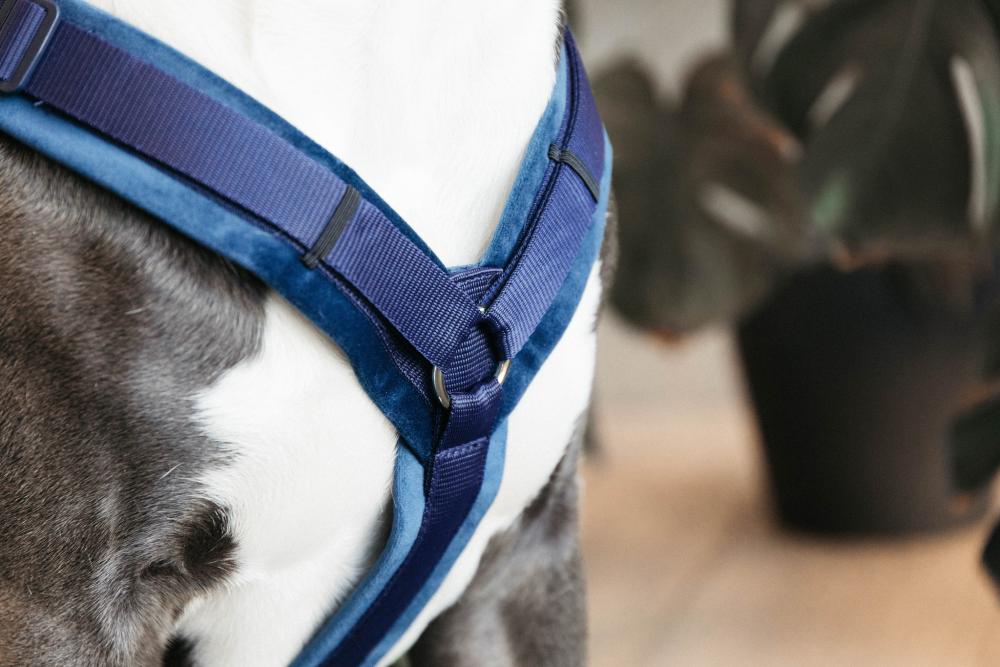 KENTUCKY® DOGWEAR Hundegeschirr Aktiv aus Samt, marine