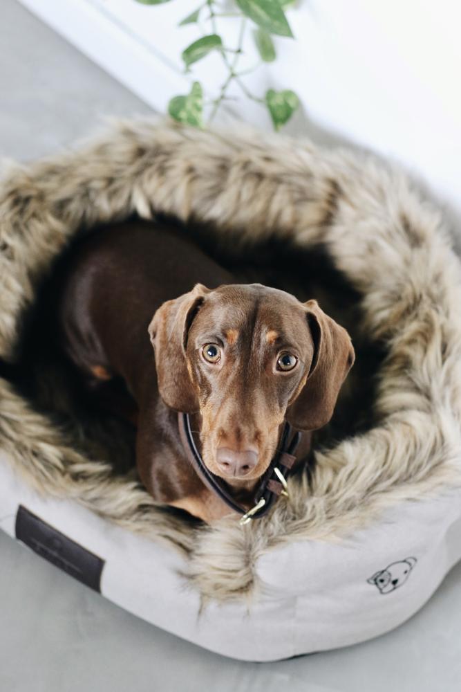KENTUCKY® DOGWEAR Hundebett Cave, braun