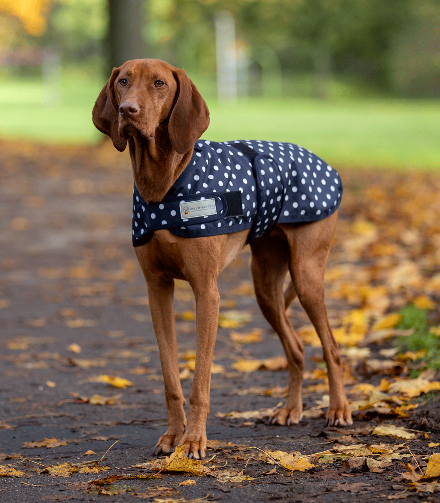 WALDHAUSEN Outdoor-Hundedecke Pünktchen, light, 55 cm