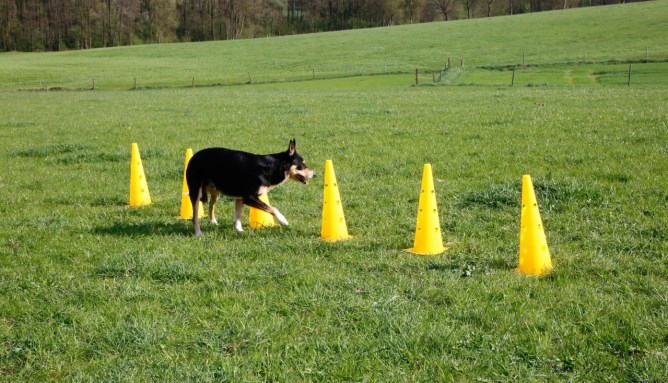 KERBL Agility Pylonen-Hürden Set, gelb, 3 Hürden