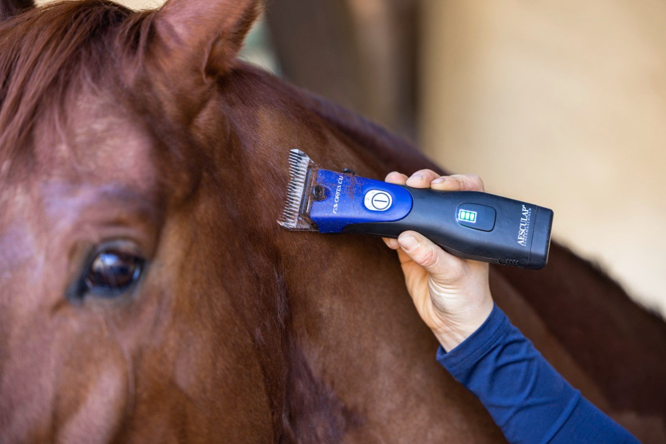 Die blaue AESCULAP Akkuschermaschine Favorita CLi schert in Nahaufnahme das braune Fell am Hals eines Pferdes.