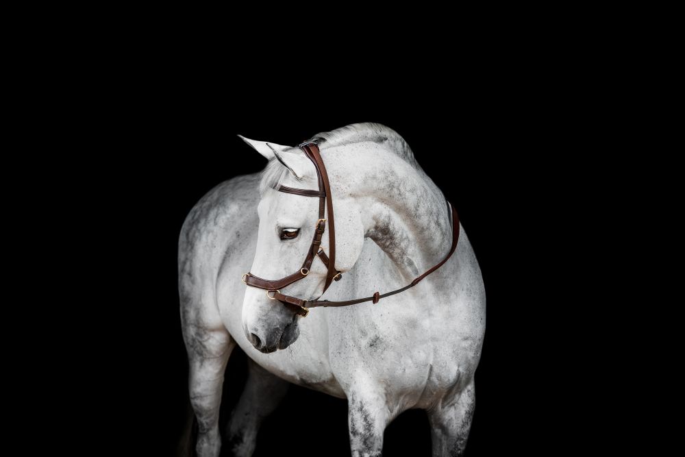 HORSEWARE® Micklem® 2 Multi Bridle, dark havana 