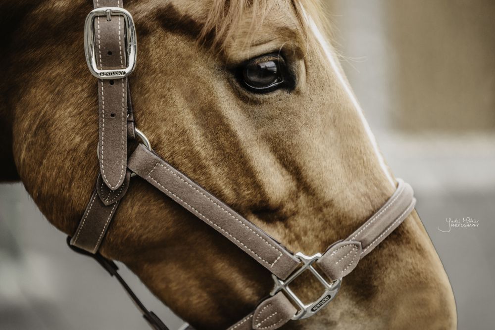 KENTUCKY® HORSEWEAR Anatomic Wildlederhalfter, braun 