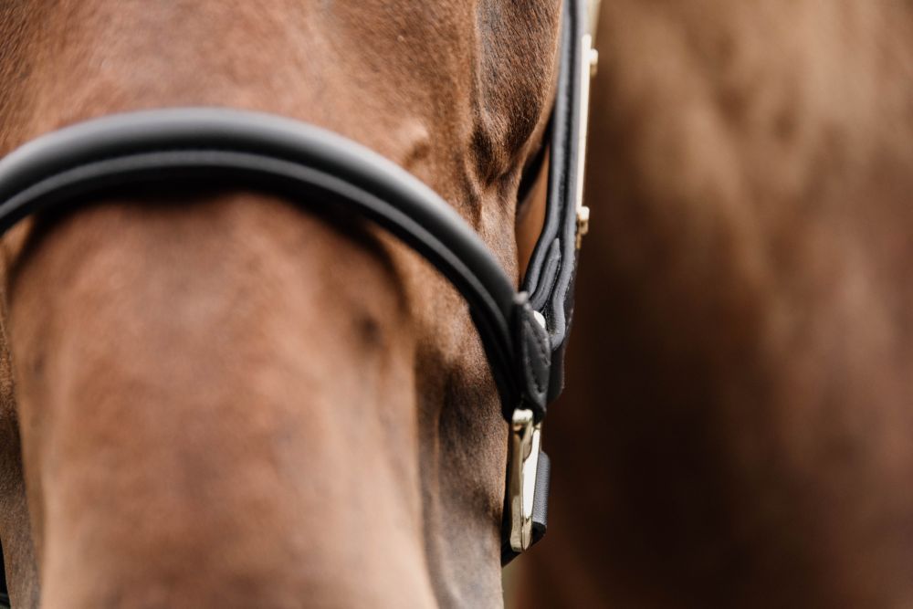 KENTUCKY® HORSEWEAR Anatomic Lederhalfter, schwarz