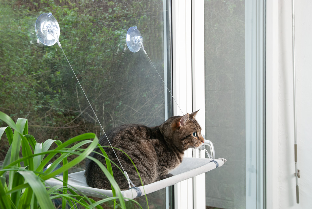 Fensterliege