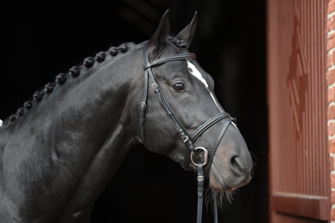 KERBL Trensenzaum Standard Leder, Shetty