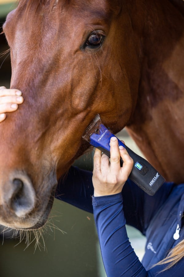 Blaue AESCULAP Akkuschermaschine Favorita CLi in Anwendung beim Scheren des Kopfes eines braunen Pferdes.