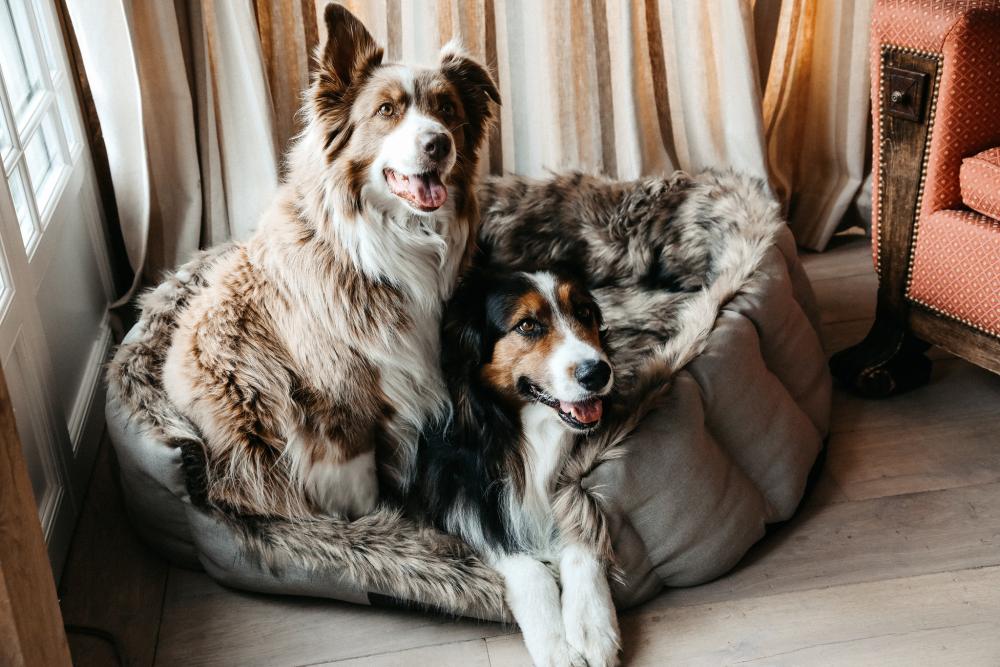 KENTUCKY® DOGWEAR Hundebett Cave, braun