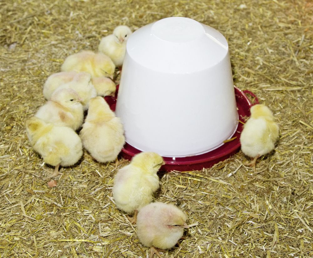 Kunststofftränke für Küken und Hühner