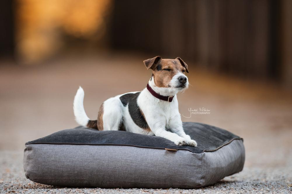 KENTUCKY® DOGWEAR Hundebett Soft Pillow, grau