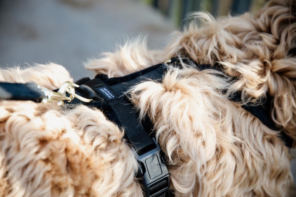 KENTUCKY® DOGWEAR Hundegeschirr Aktiv aus Samt, schwarz