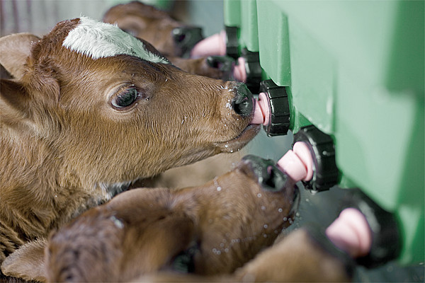 PATURA Kälberbar mit 5 Nuckeln mit Fächern