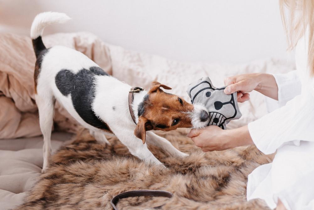 KENTUCKY® DOGWEAR Hundespielzeug Kundekopf, grau