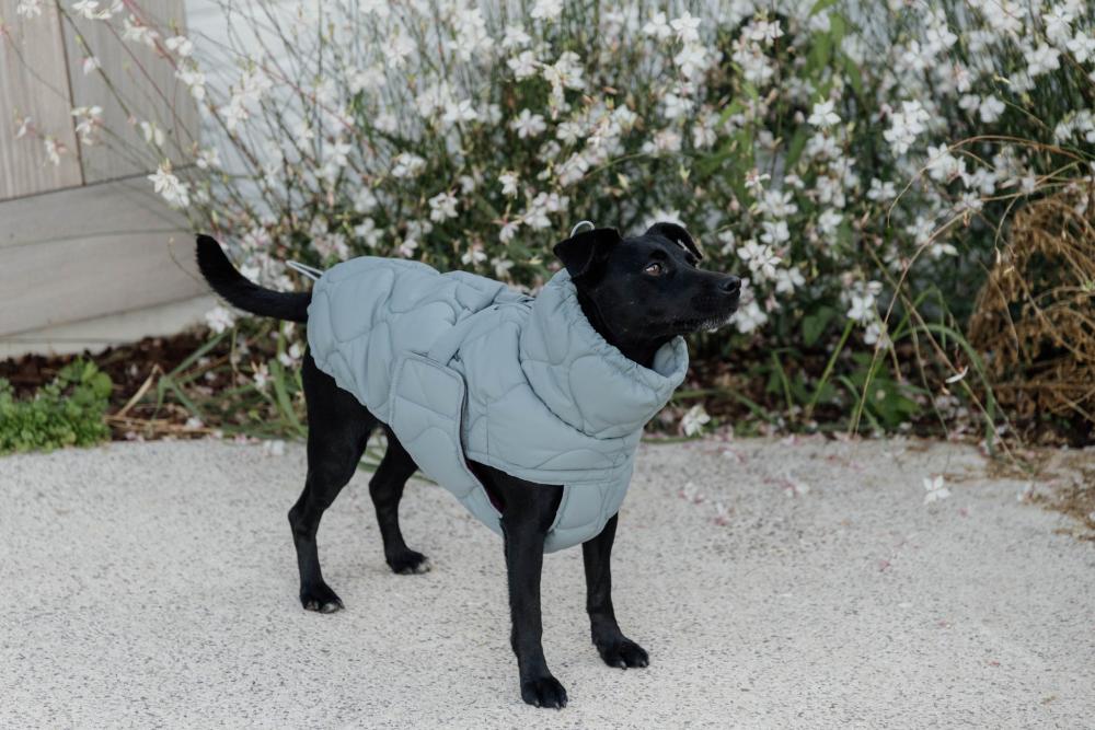 KENTUCKY® DOGWEAR Hundemantel Winter Pina, dusty blue