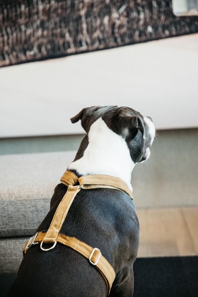 KENTUCKY® DOGWEAR Hundegeschirr Samt, senfgelb