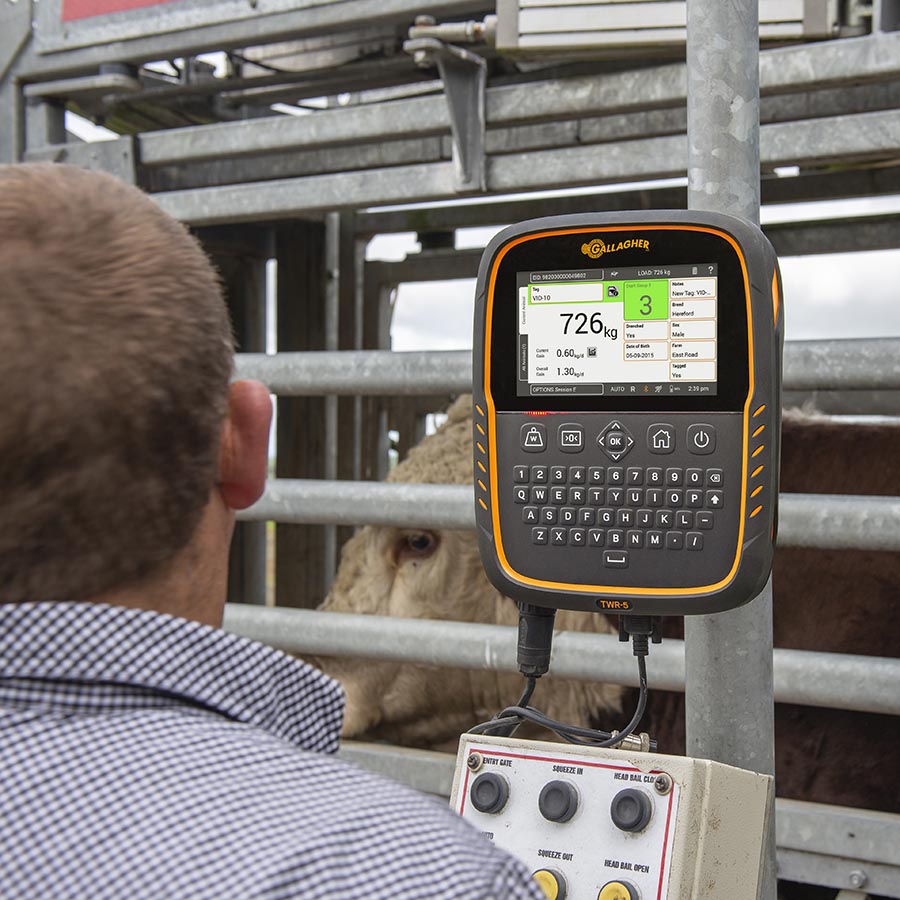 GALLAGHER TWR-5 Waage und Datensammler/EID Leser