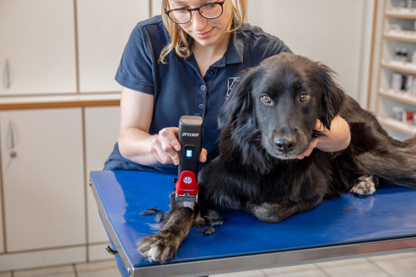 Rote AESCULAP Akkuschermaschine Favorita CLi im Einsatz an der Pfote eines schwarzen Hundes auf einem blauen Trimmtisch.