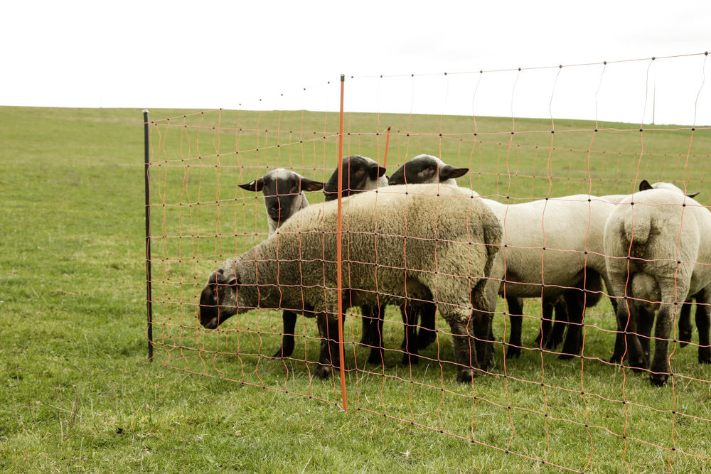 KERBL Unterstützungspfähle für Weidenetze