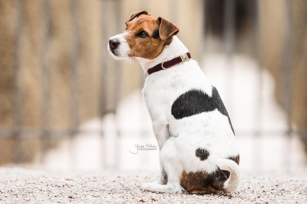 KENTUCKY® DOGWEAR Hundehalsband Kord, bordeaux
