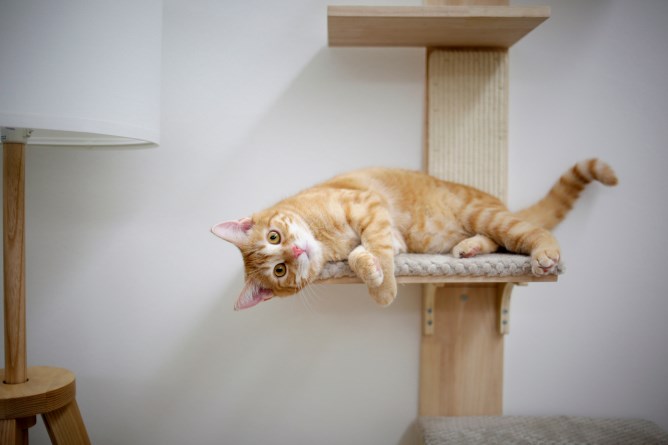 KERBL Wandkratzbaum Timber für Katzen, natur/grau