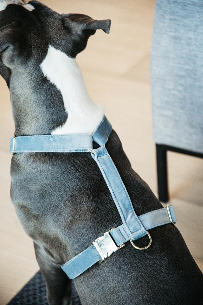 KENTUCKY® DOGWEAR Hundegeschirr Samt, hellblau