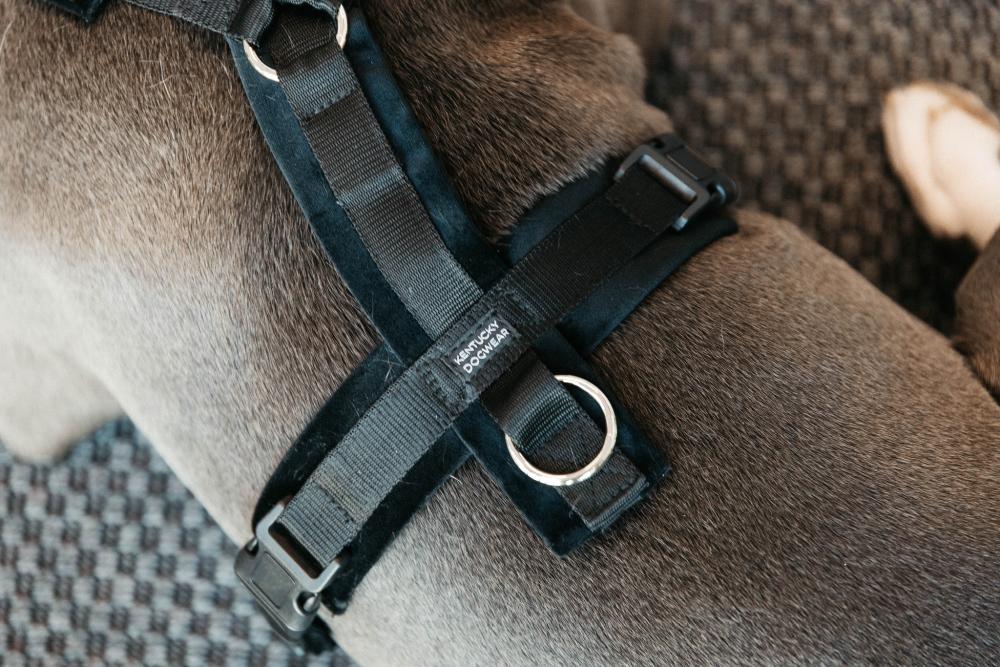 KENTUCKY® DOGWEAR Hundegeschirr Aktiv aus Samt, schwarz