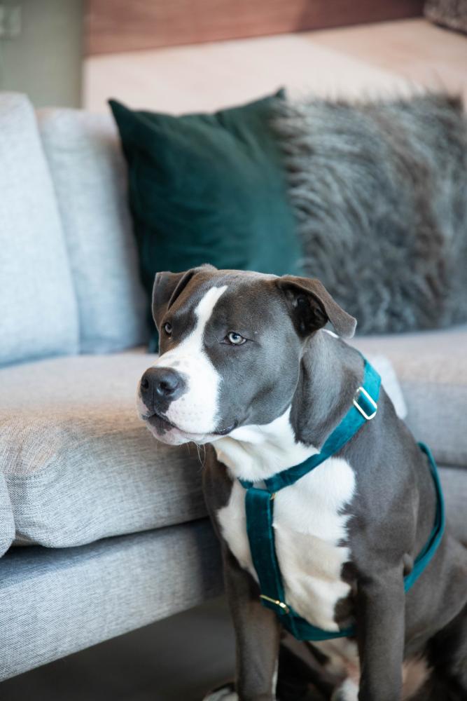 KENTUCKY® DOGWEAR Hundegeschirr Samt, smaragdgrün