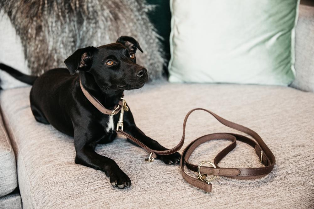KENTUCKY® DOGWEAR Hundeleine aus samtweichem Leder, braun