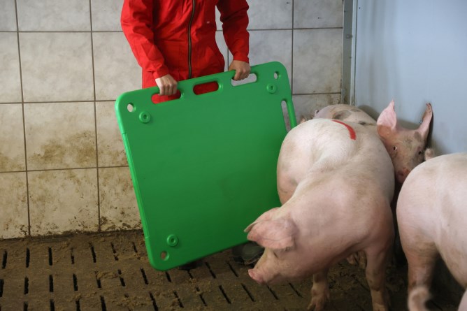 KERBL Schweine-Treibbrett
