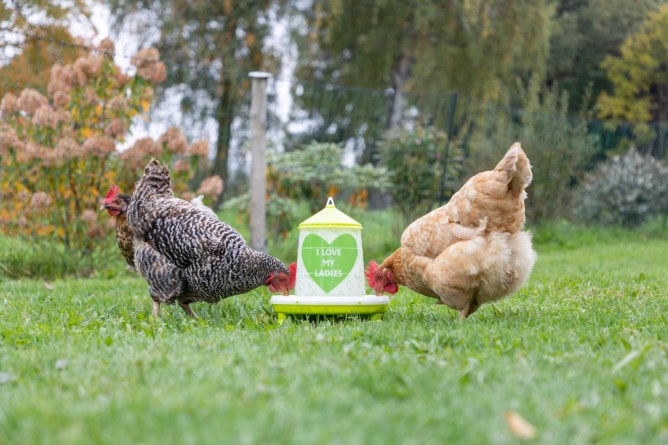 KERBL Futterautomat für 2,4l/2kg,mit Füßen, grün m. Motiv