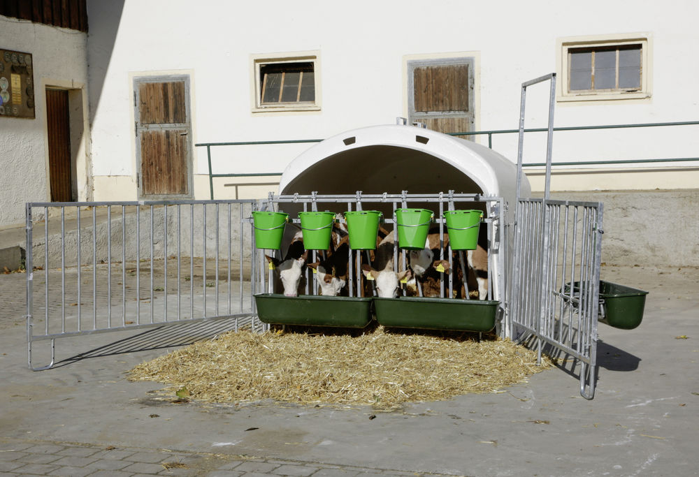 Kälberiglu Premium XL