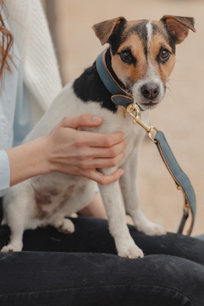 KENTUCKY® DOGWEAR Hundeleine aus veganem Leder, marine