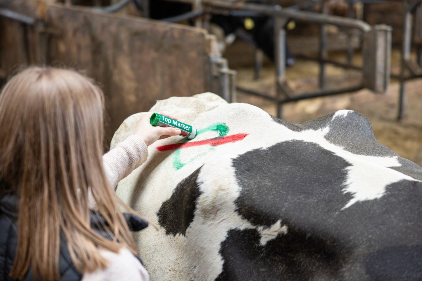 Eine Frau markiert mit dem grünen Viehzeichenstift TopMarker von Kerbl den Rücken einer schwarz-weißen Kuh.