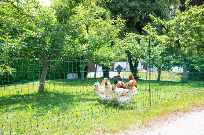 AKO Geflügelnetz PoultryNet, grün, Höhe: 106 cm, elektrifizierbar