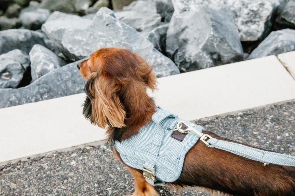 KENTUCKY® DOGWEAR Hundegeschirr Body Safe Wolle, hellblau