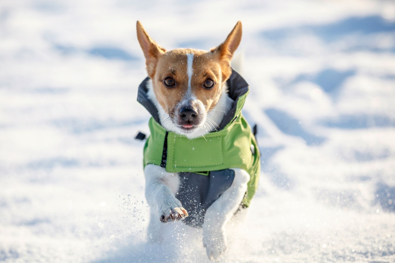 Kleiner Hund mit dem grünen Kerbl Hundemantel Vancouver rennt frontal durch eine verschneite Winterlandschaft.