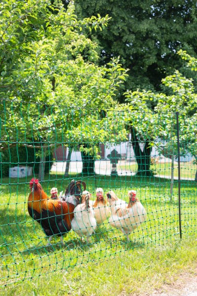 AKO Geflügelnetz PoultryNet, grün, Höhe: 106 cm, elektrifizierbar