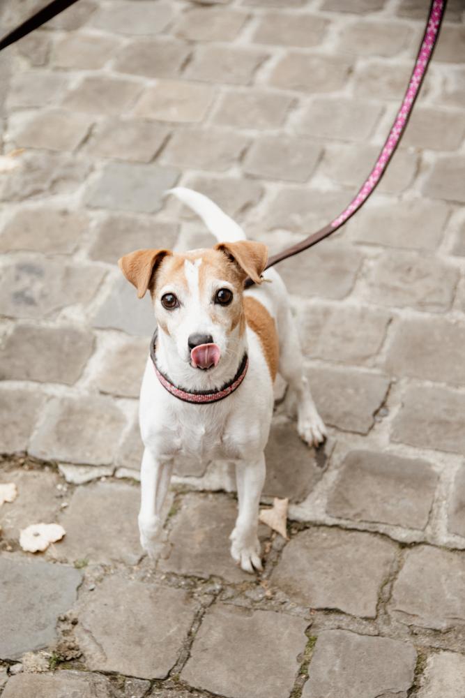 KENTUCKY® DOGWEAR Hundeleine Pearls 250 cm, rosa