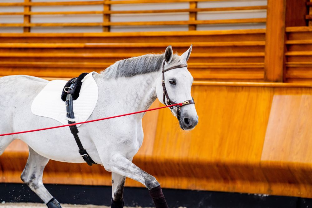 HORSEWARE® Micklem® 2 Multi Bridle, dark havana 
