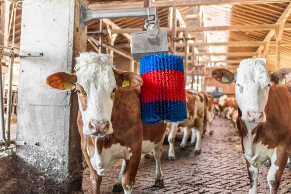 HAPPYCOW Kuhputzmaschine MidiSwing