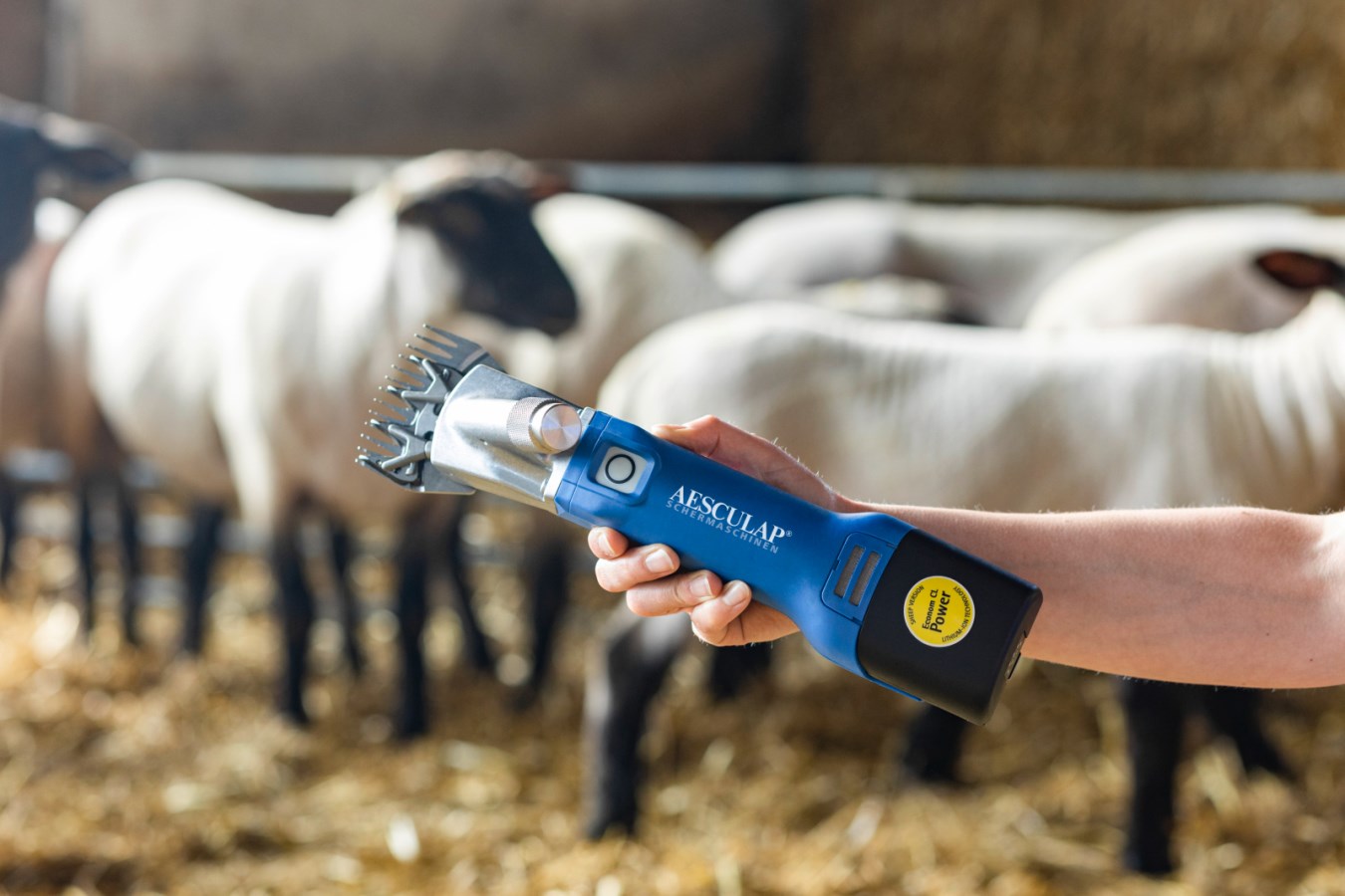 Die blaue Aesculap Econom CL Akkuschermaschine für Schafe wird in der Hand gehalten, im Hintergrund Schafe im Stall.