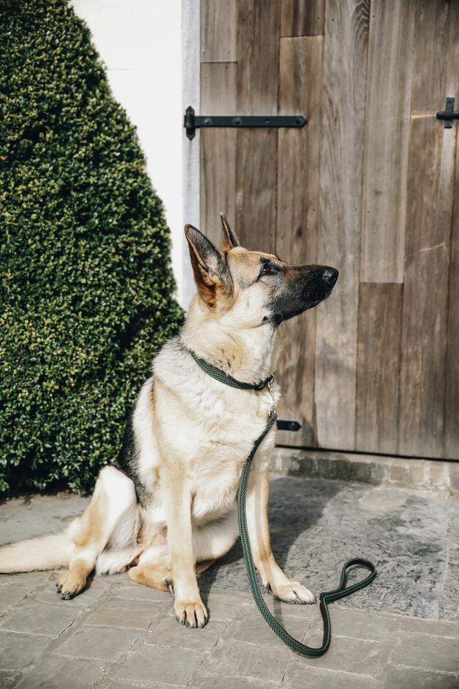 KENTUCKY® DOGWEAR Hundeleine geflochtenes Nylon 120 cm, olivgrün